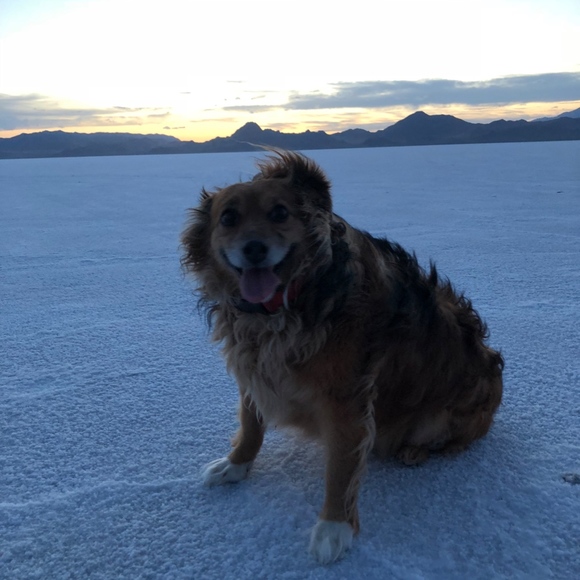 Meet your Posher, Viva - Picture 5 of 8